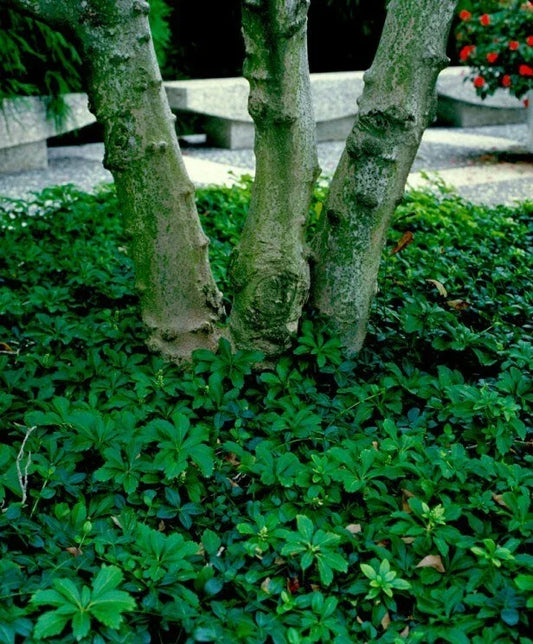 Pachysandra Ground Cover Plants - 10 Rooted Cuttings - Native Winter Hardy Pachysandra procumbens for Shade Gardens