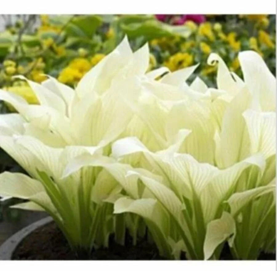Hosta Plantaginea Seeds - 20pcs Fragrant White Lace Flowers for Shade Gardens, Perennial Plant, Hosta Plantaginea Seeds