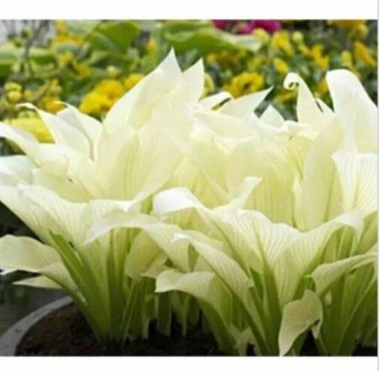 Hosta Plantaginea Seeds - 20pcs Fragrant White Lace Flowers for Shade Gardens, Perennial Plant, Hosta Plantaginea Seeds