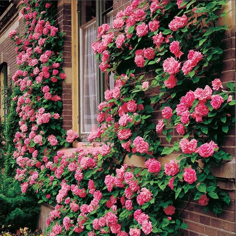 Climbing Pink Rose Seeds - Perennial Flower Seeds for Fences & Arbors - Rosa 'Climbing Pink'