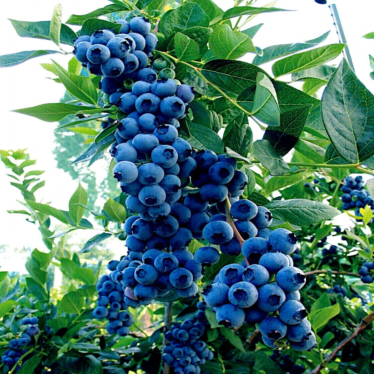 Blueberry Seeds - Southern Highbush Variety - Cold Hardy Vaccinium corymbosum for Home Garden, Fruit Plant, Fresh Blueberries