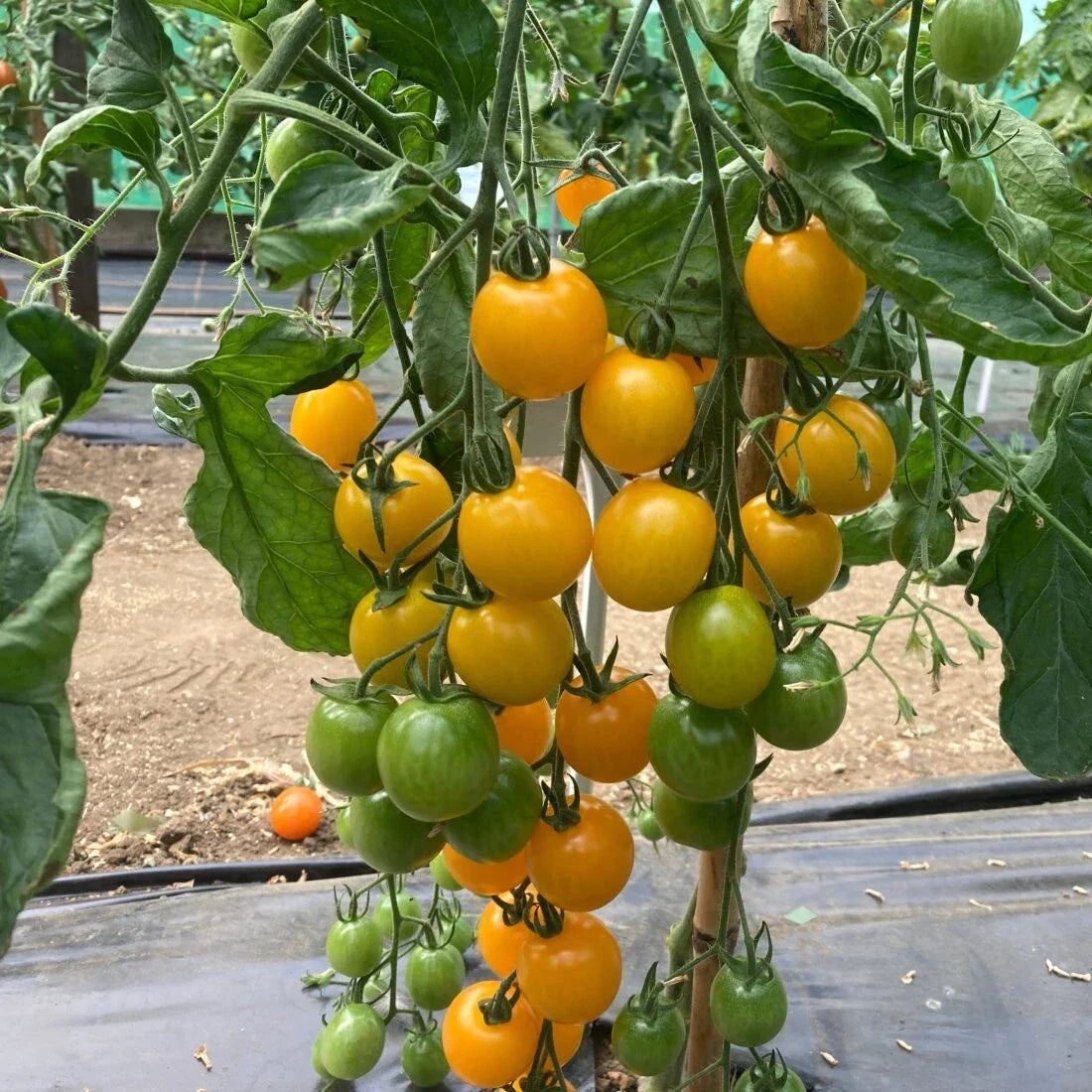 Yellow Cherry Tomato Seeds - 100 Organic Heirloom Seeds - Solanum lycopersicum - USA Grown for Home Gardening
