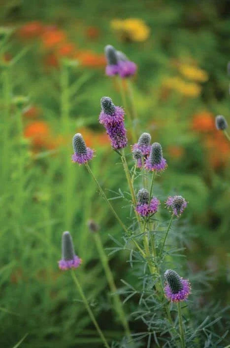 Purple Prairie Clover Seeds - 50 Pack, Dalea purpurea, Native Wildflower for Pollinator Gardens & Landscaping