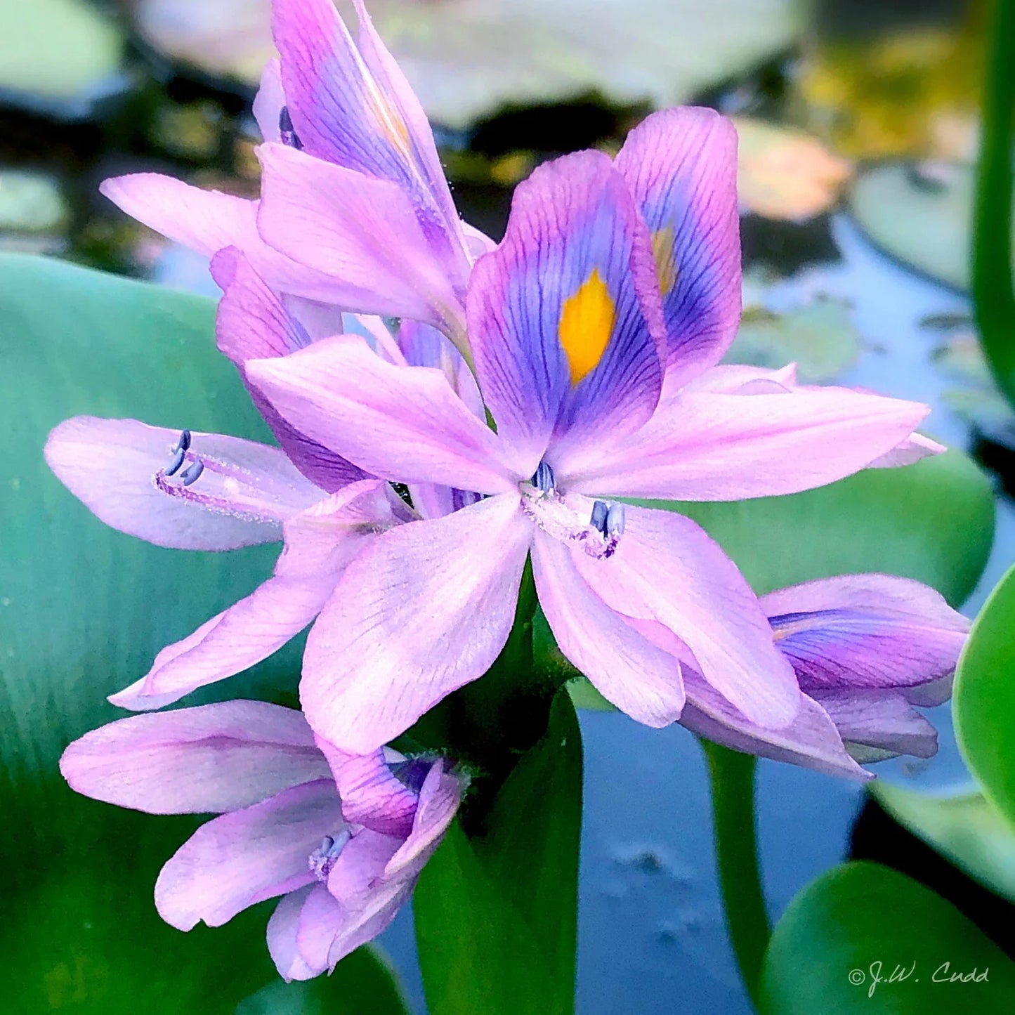 Water Hyacinths Aquatic Plant Tubers - Live Purple Rhizome 6 Pack - Eichhornia crassipes for Ponds & Water Gardens