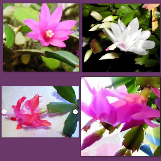 Holiday Cactus Cuttings – Pink Schlumbergera Succulent for Christmas Easter Thanksgiving Indoor Garden