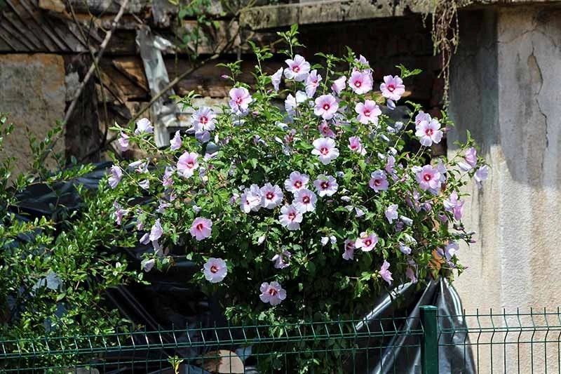 Rose of Sharon Seedlings Lot of 2 – Lavender & White Hibiscus syriacus for Garden, Landscape, Flowering Shrubs