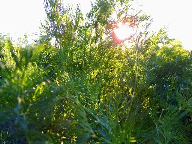 Dill Seeds Long Island Mammoth Packet | Anethum graveolens Culinary Herb for Gardening & Cooking