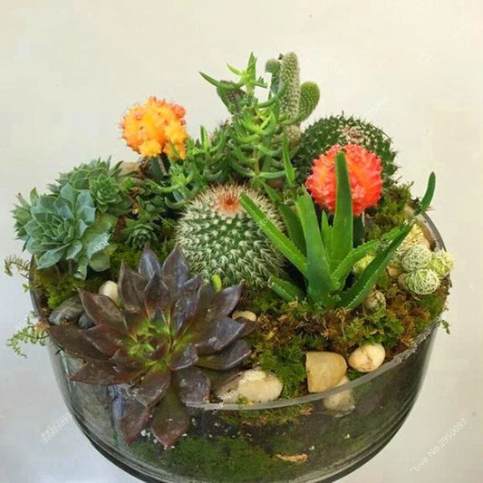 Mixed Rare Stone Cactus Seeds Pack | Unique Succulent Varieties for Indoor & Outdoor Gardening | Cactaceae