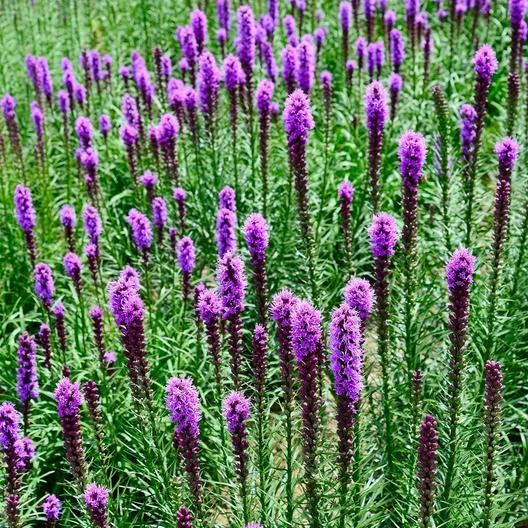 Gayfeather Seeds - Liatris spicata Perennial for Pollinators, Purple Flower Spikes, Non-GMO, 300 Seeds