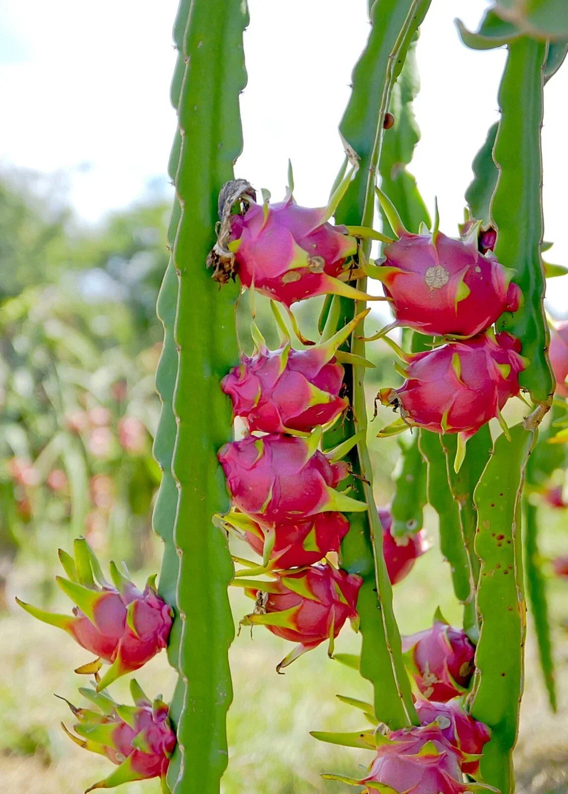 Unrooted White Dragon Fruit Cuttings Hylocereus undatus for Propagation Fresh Plant Material