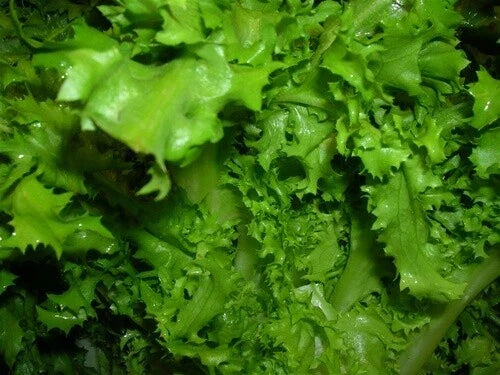 Endive Seed Pack - Salad King Variety - Edible Greens for Salads & Garnishes - Cichorium endivia