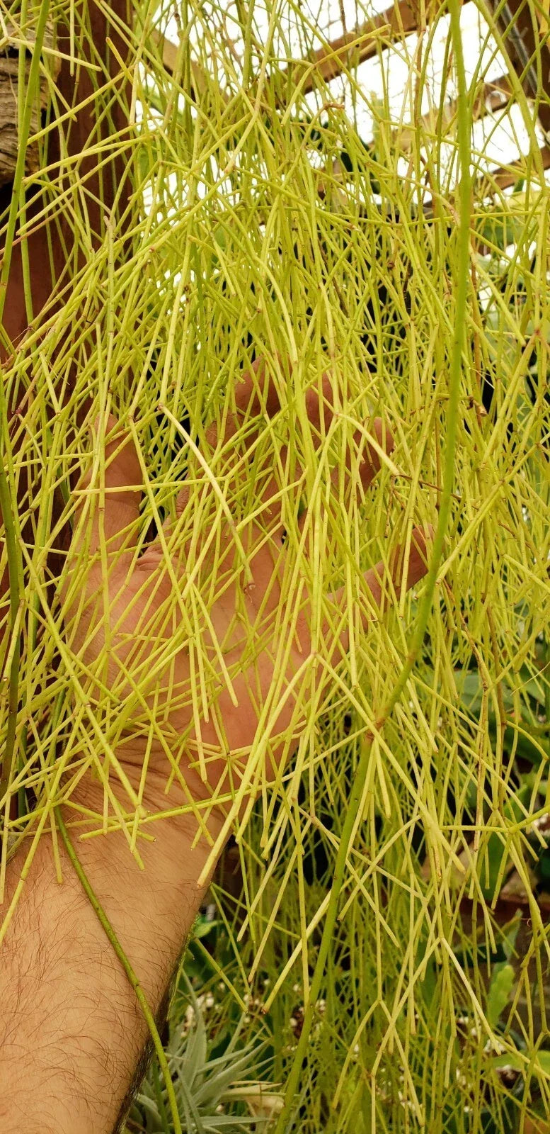 Unrooted Rhipsalis burchellii Cuttings - Mistletoe Cactus, Rare Jungle Houseplant, Trailing Cactus Propagation Material