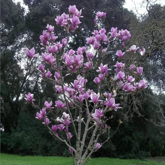 Saucer Magnolia Seedling 3-inch Flowering Tree Sapling Magnolia soulangeana Pink White Blossoms