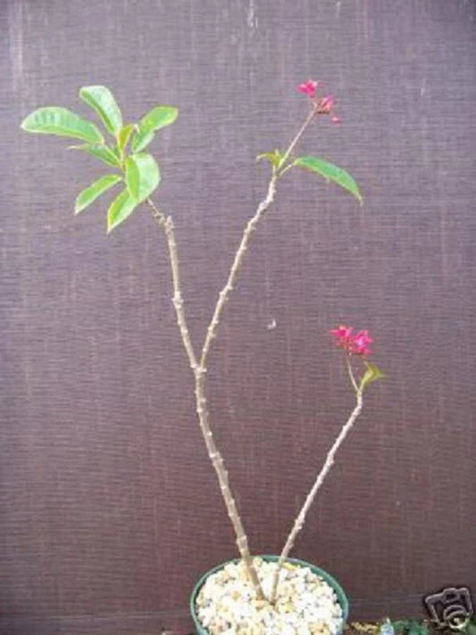 Jatropha integerrima Succulent Plant | Potted Drought-Tolerant Ornamental Cactus for Gardens & Indoor Decor