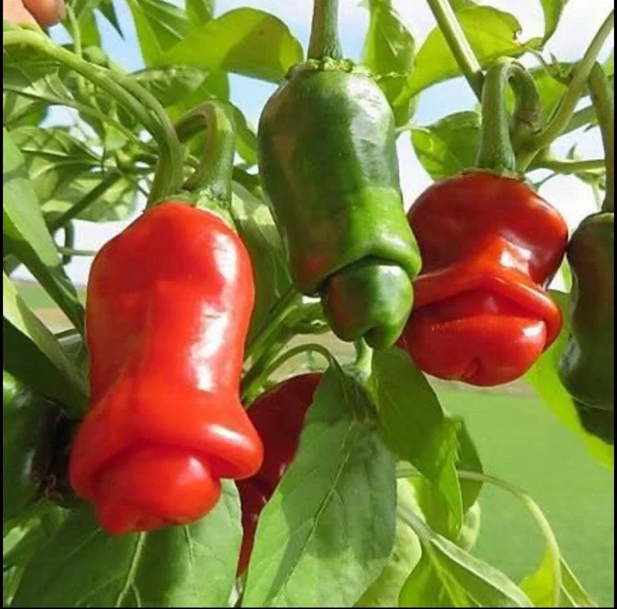 Peter Pepper Hot Pepper Seeds, Non-GMO Heirloom Capsicum annuum, Spicy, Unique Shape, Garden or Container Plant, 10+ Seeds