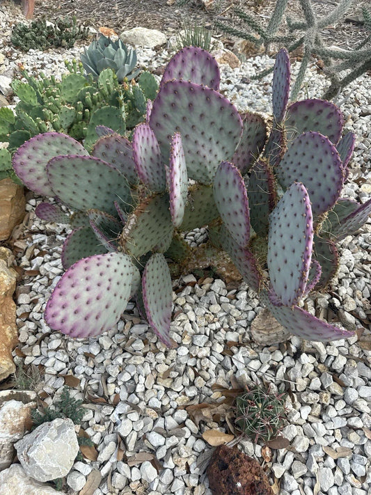 Large Opuntia Santa Rita Purple Prickly Pear Cactus Cuttings for Planting, Desert Succulent, Unique Garden Plant