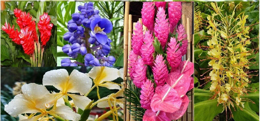 Hawaiian Tropical Ginger Plant Roots 5 Pack – Zingiber zerumbet Varieties in Red, Blue, White, Yellow, Pink for Garden, Landscape