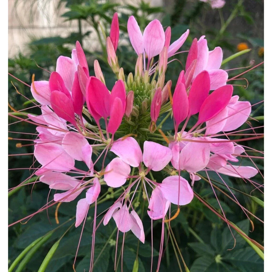 Candu Pink Spider Seeds - Clome Spinosa Perennial for Pollinator Gardens, Attracts Butterflies & Bees, 100 Seeds