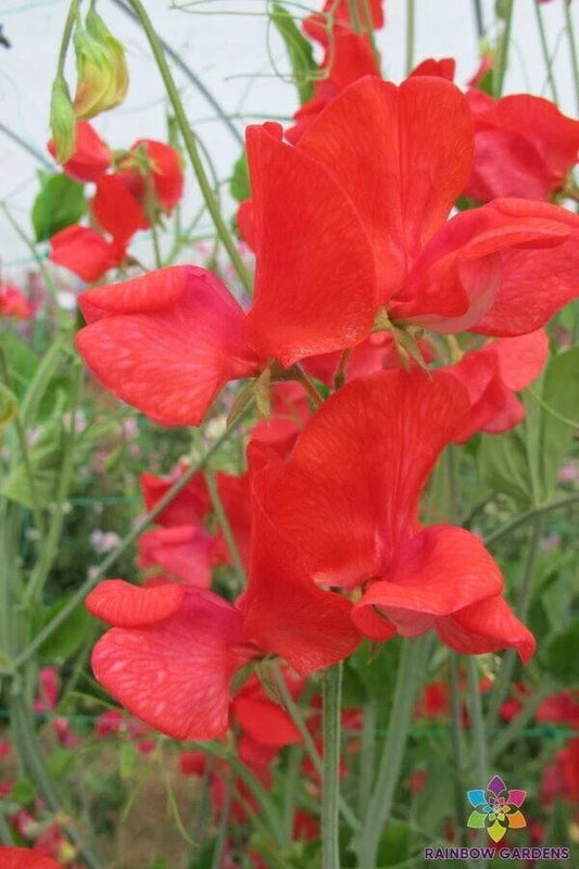 Jimmy Sweet Pea Seeds - 50+ Pack, Climbing Vines, Fragrant Lathyrus odoratus, Annual Flower for Garden, Mixed Colors, USA
