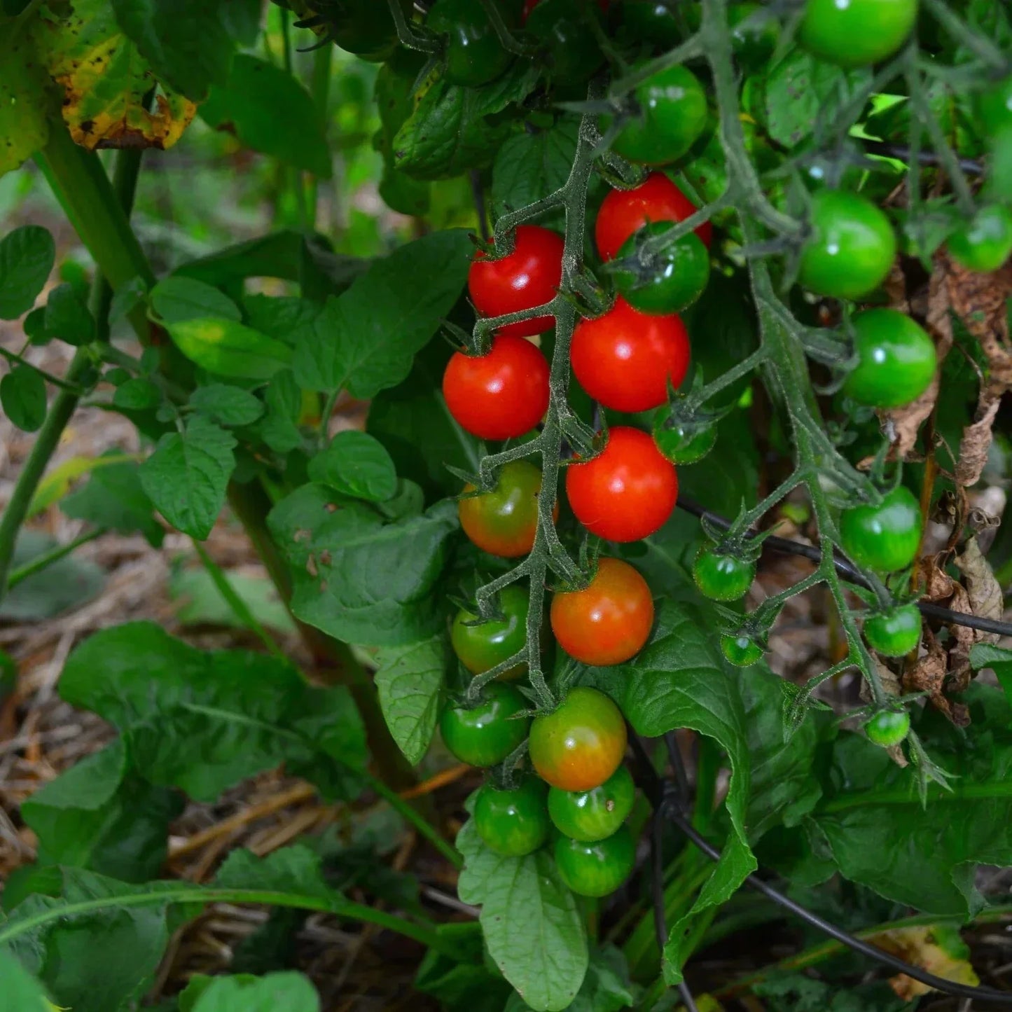 Sweetie Cherry Tomato Seeds - Non-GMO, Heirloom, Super Sweet, Solanum lycopersicum