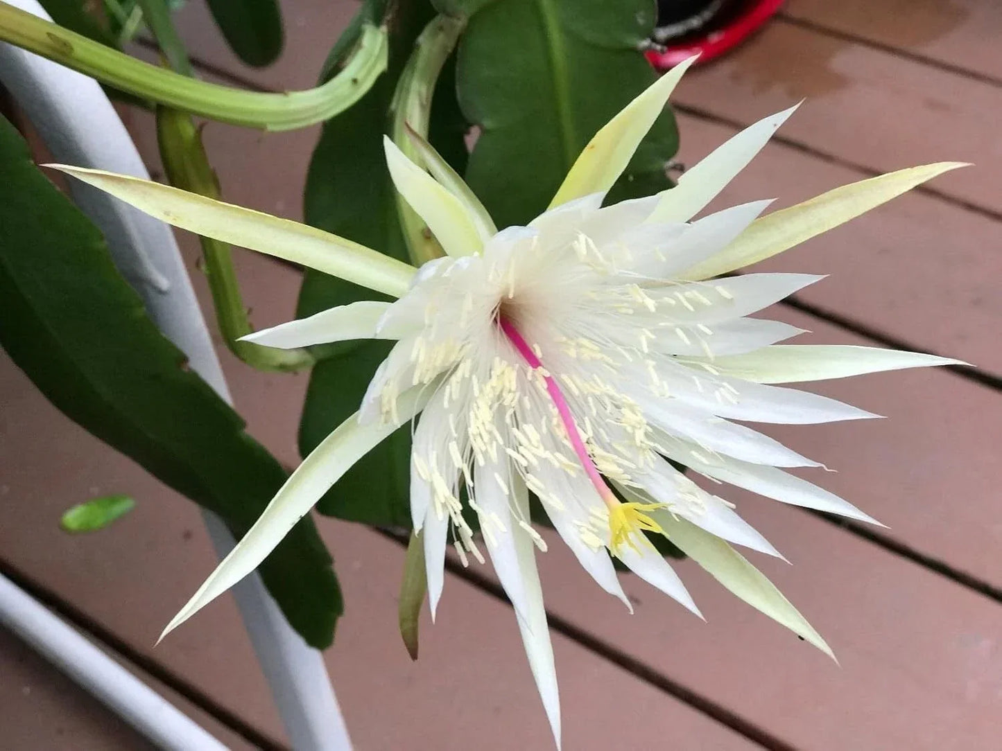Epiphyllum Orchid Cactus Cuttings – Night Blooming Cereus Hookeri Strictum – 3 Pieces – Succulent Plant for Indoor Garden