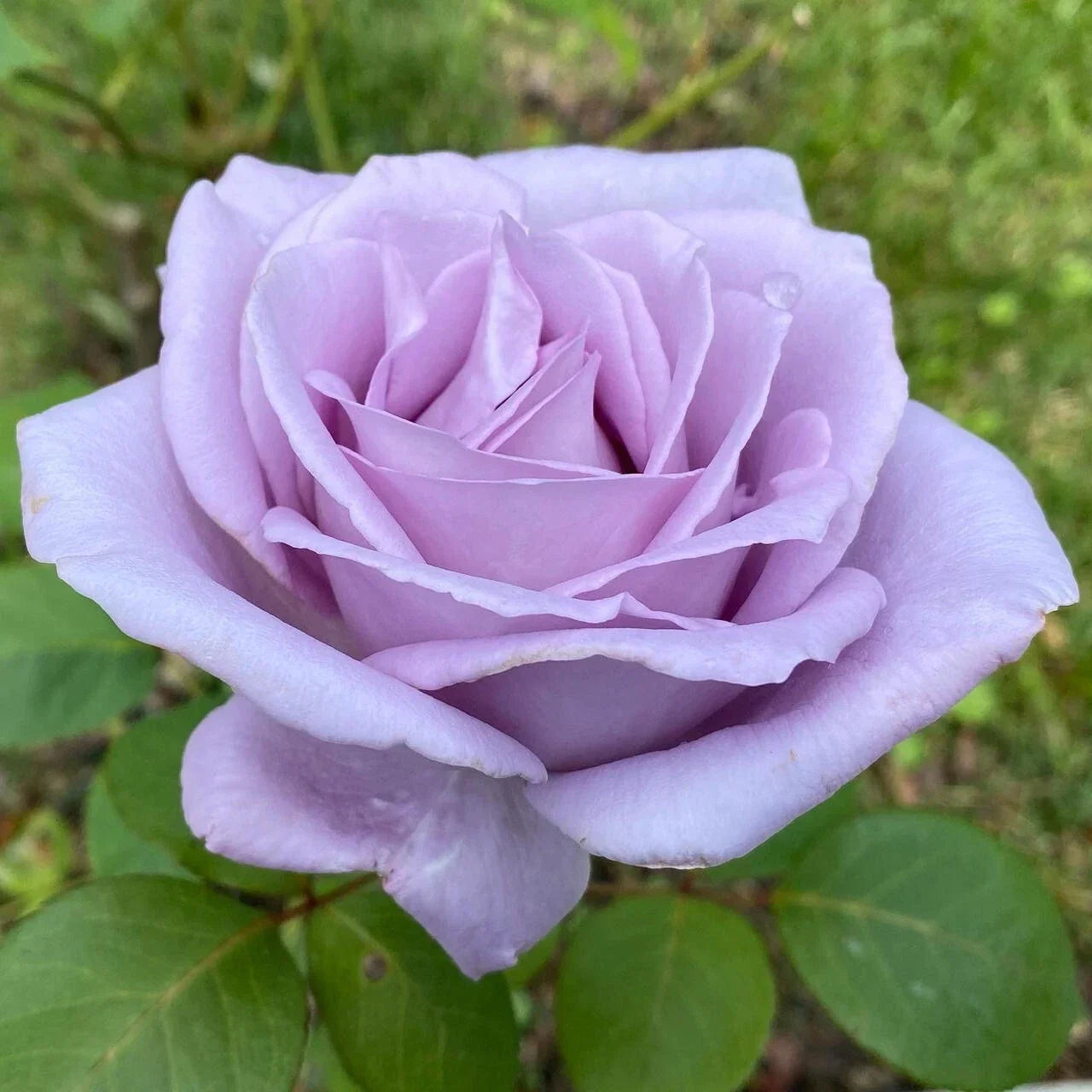 Blue Girl Rose Live Plant – Mauve Flowering Shrub – Rosa 'Blue Girl' – Garden and Indoor Plant