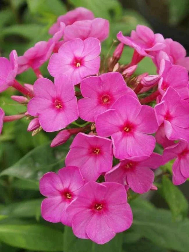 Flame Phlox Seeds - 50 Perennial Flower Seeds for Butterfly Gardens - Phlox paniculata - Vibrant Red, Orange & Pink Blooms