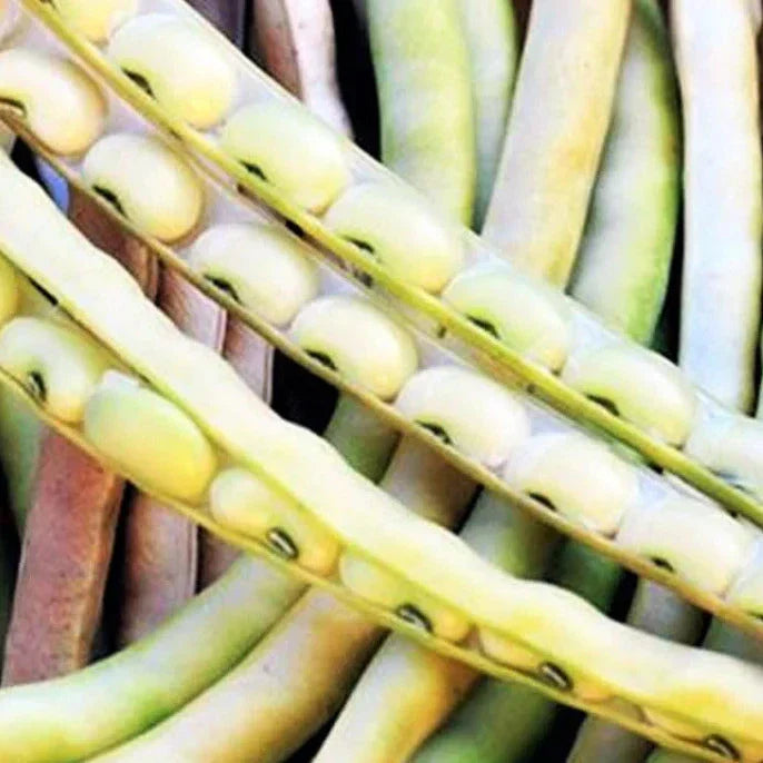 Cream Pea Seeds - Non-GMO Heirloom Pisum sativum, 50+ Pack for Garden Planting, Sweet Tender Edible Pods, USA Grown