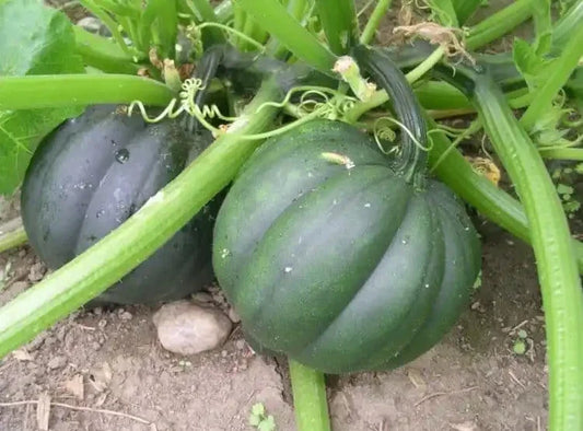 Organic Heirloom Table Queen Acorn Winter Squash Seeds - Non-GMO, Cucurbita pepo, Bountiful Harvest, Fall Gardening