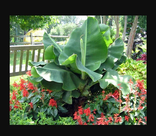 Little Prince Musa Banana Plant - Small Rooted Starter - Tropical Indoor/Outdoor Decor - Musa acuminata