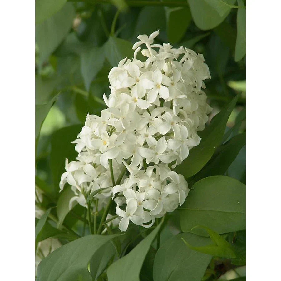 Angel White Lilac Cuttings - 5 Count Pure White Branches for Planting - Syringa vulgaris 'Angel White'