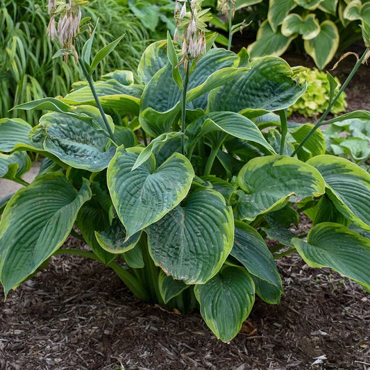 Hosta Wu-La-La Perennial Plant 5.25" Pot, Shade Garden, Unique Foliage, Proven Winners, Low Maintenance, Pollinator Friendly