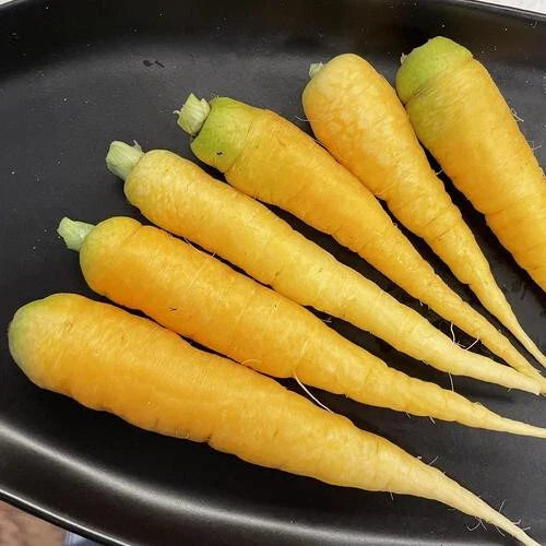Yellowstone Carrot Seeds - 1000+ Non-GMO Daucus carota for Home Garden & Urban Farming