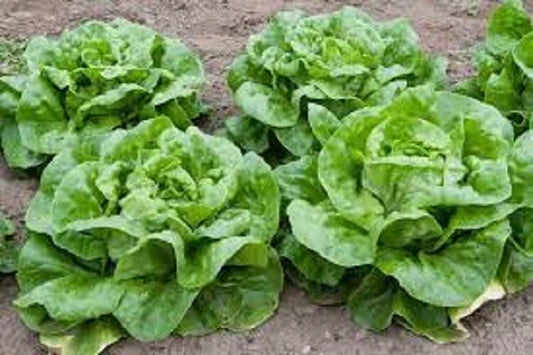 Organic Heirloom Buttercrunch Leaf Lettuce Seeds - Non-GMO, Easy to Grow, 200 Seeds, Lactuca sativa, Salad Greens, Compact Rosette