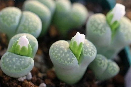 Lithops Seeds - 50 Rare Succulent Seeds, Colorful Living Stone, Exotic Rock Plant, Lithops spp.