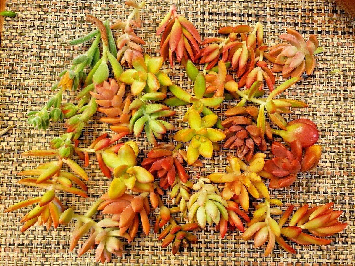30 Succulent Cuttings - Red Pink Orange Varieties - Echeveria, Sedum, Graptopetalum - Perfect for Indoor/Outdoor Decor