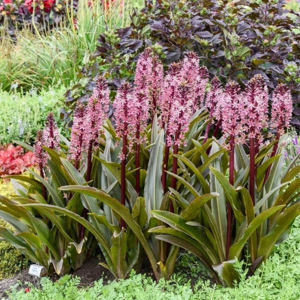 Pineapple Lily Plants Eucomis 'Purple Reign' Hardy Perennial Bulbs with Unique Purple Flowers for Garden Decor