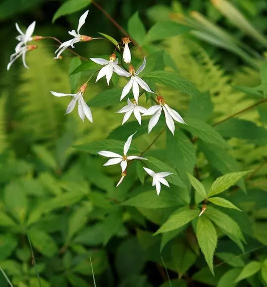 Indian Physic Seeds - Pack of 39 - White Perennial Flower Gillenia trifoliata for Garden Beds & Containers