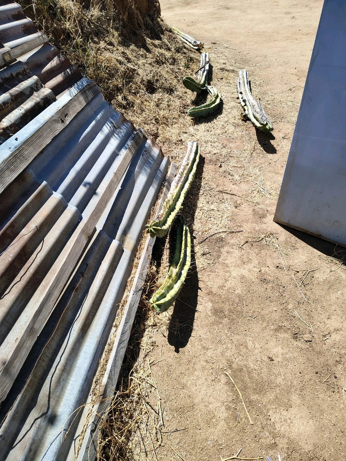 Giant Cactus Cuttings – Healthy Indoor & Outdoor Cactus Plants – Various Varieties for Gardens and Decor