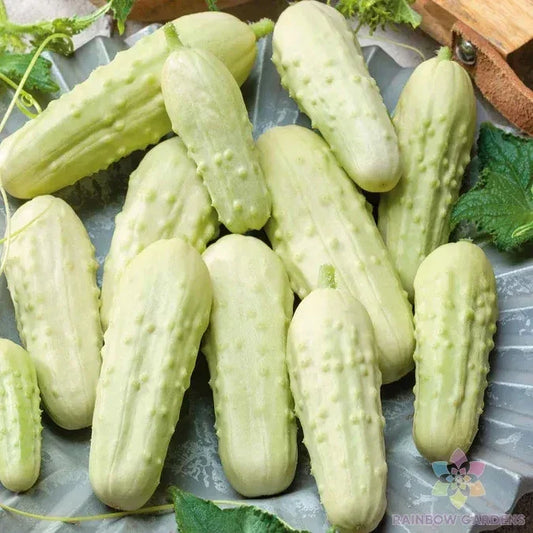 Miniature White Pickle Cucumber Seeds – Cucumis sativus – Heirloom Vegetable Seeds for Home Garden & Container Planting