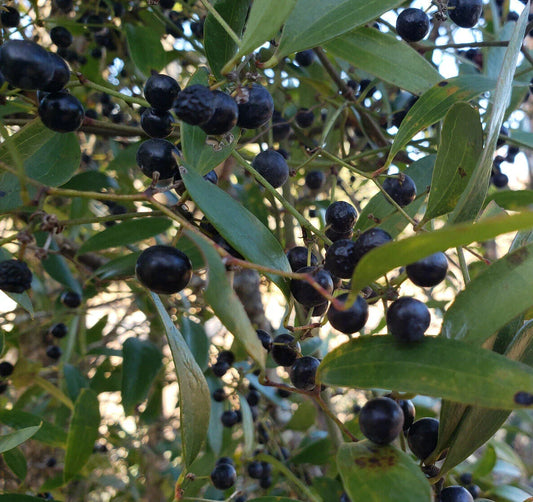 Laurel Greenbrier Seeds | 5 Pack | Smilax Laurifolia Florida Native Climbing Vine for Wildlife & Landscaping