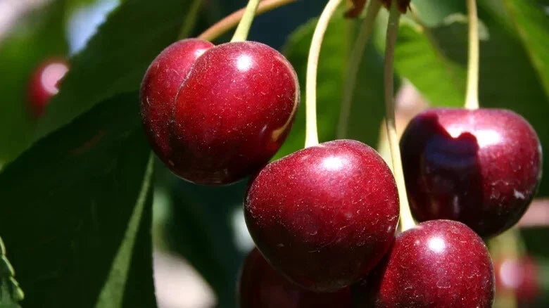 Bing Cherry Seeds - 10+ Pack - Prunus avium - USA Grown for Garden Planting, Organic, High Germination Rate