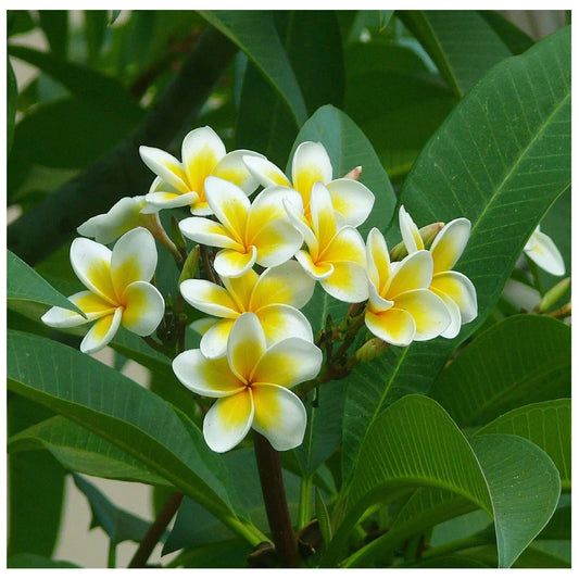 Hawaiian Plumeria Frangipani Cutting 12-14" Yellow White Moililli Gold Tropical Plant for Garden or Potted Display