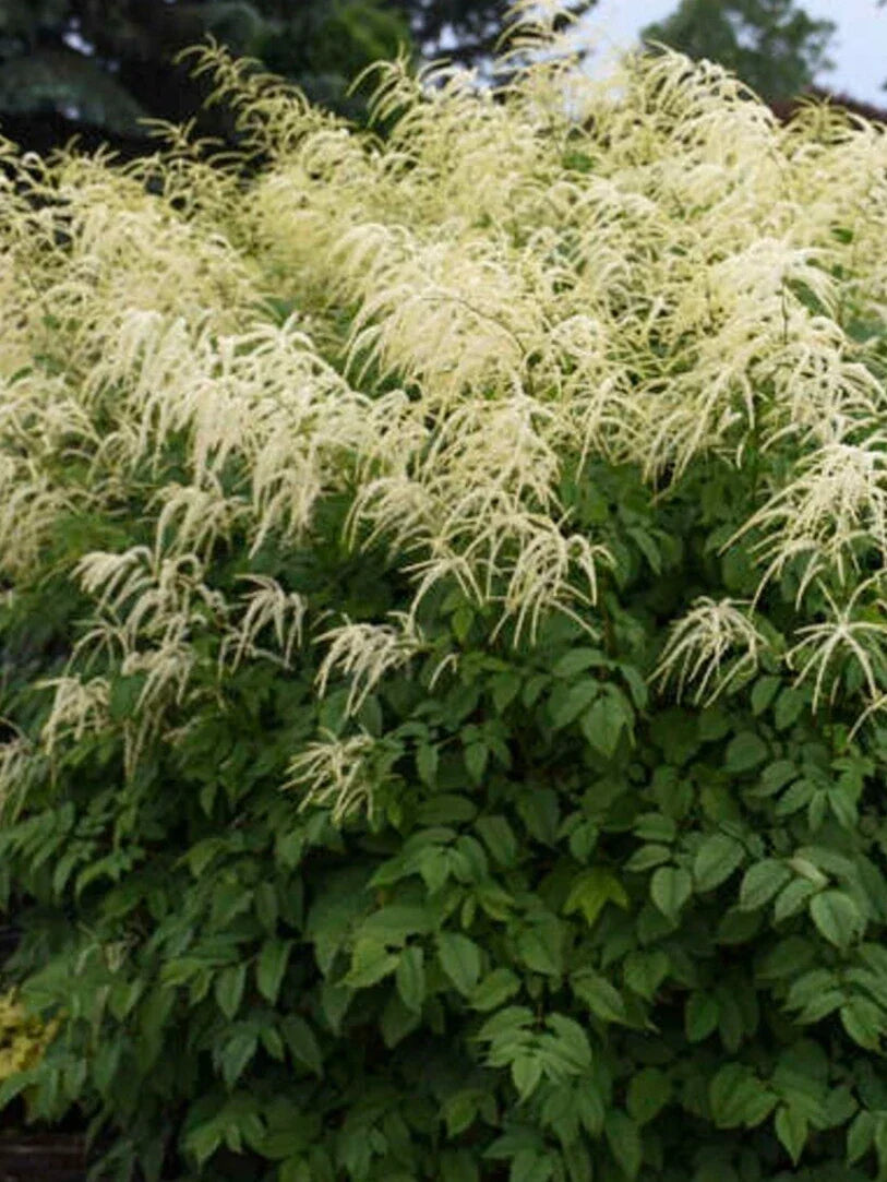 Aruncus dioicus Seeds - Goats Beard Perennial Flowering Plant for Shade Gardens - 40+ Seeds