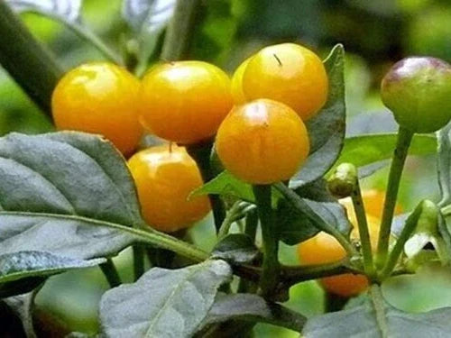 Ají Charapita Pepper Seeds - 10 Premium Fresh Harvest Capsicum chinense for Spicy Culinary Use, Compact Bushy Plant, Non-GMO Seed Packet