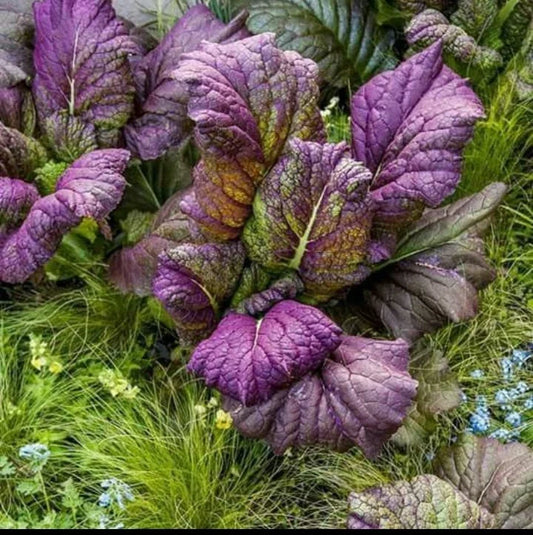 Osaka Purple Mustard Seeds - 200 Pack, Organic, Non-GMO, Brassica juncea, Purple Greens, Edible Garden, Full Sun