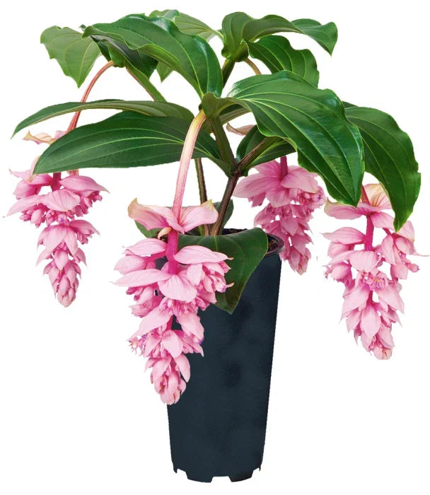 Rare Medinilla Magnifica Starter Plant - Live Well Rooted Royal ZENZ Tropical Houseplant with Pink Flowers
