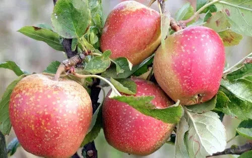 Adams's Pearmain Apple Seeds – 25+ Organic Non-GMO Fruit Tree Seeds for Home Garden, Orchard, or Container Planting – Malus domestica