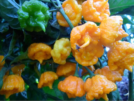 Hot Pepper Seeds - Yellow Sunrise Variety, Aromatic & Prolific, Lemon Flavor, Capsicum annuum, 10 Seeds