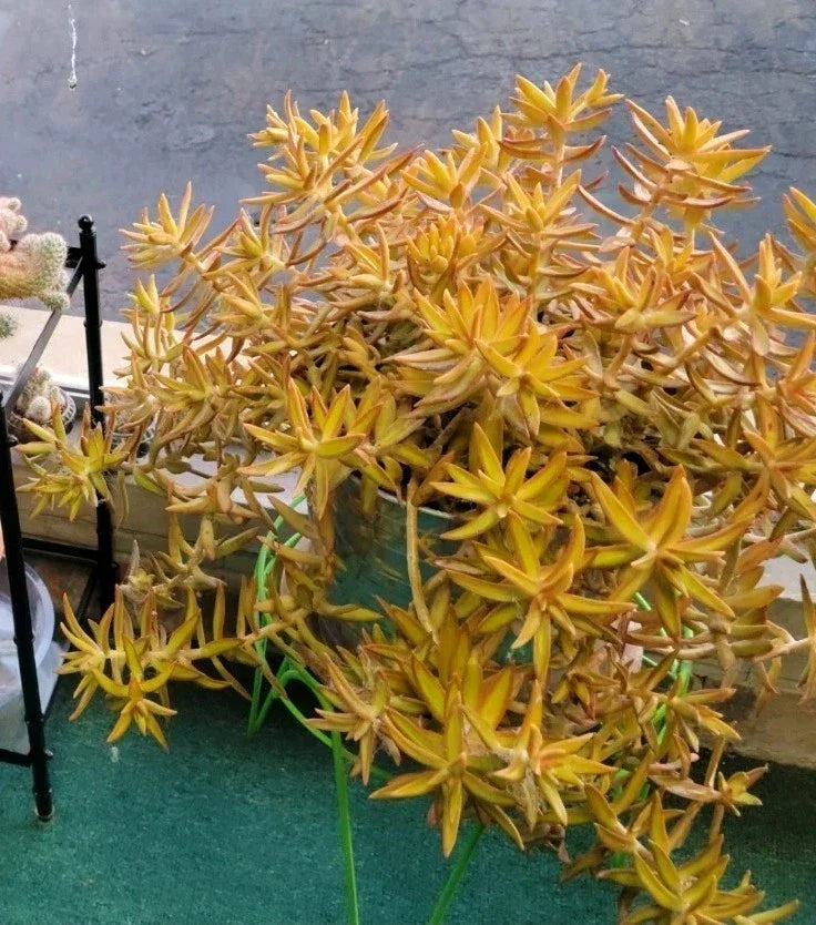 Coppertone Stonecrop Succulent Cuttings - 6 Sedum Adolphi, Vibrant Yellow-Orange Foliage for Indoor & Outdoor Gardening